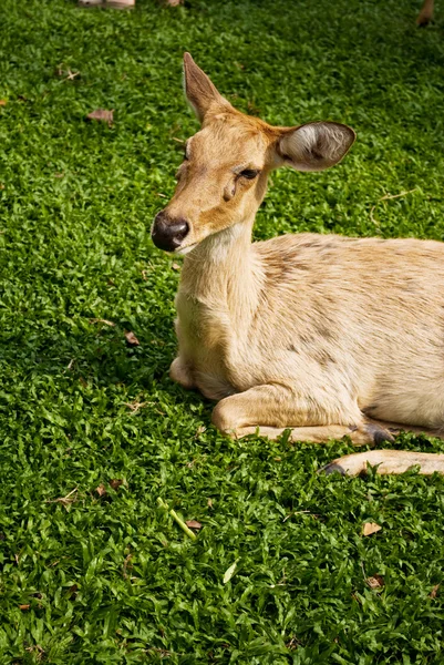 Deer in the park. — Stock Photo, Image