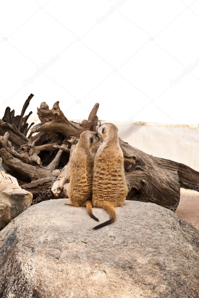 Meerkat in the wild life.