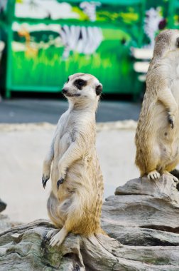 meerkat vahşi yaşam.