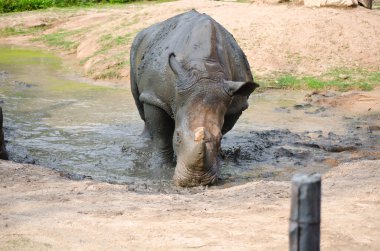 Rhino Park.