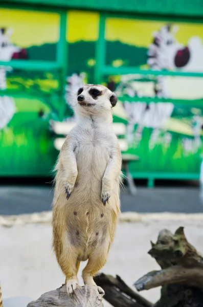 Meerkat in het wild leven. — Stockfoto