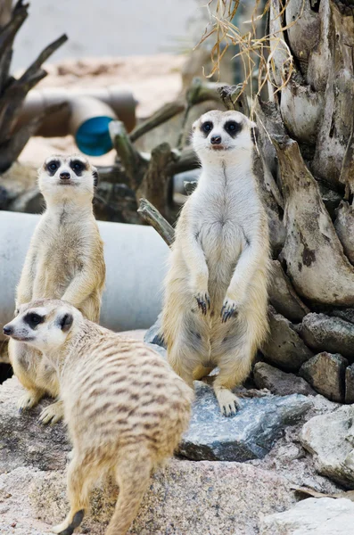 Meerkat dans la vie sauvage . — Photo