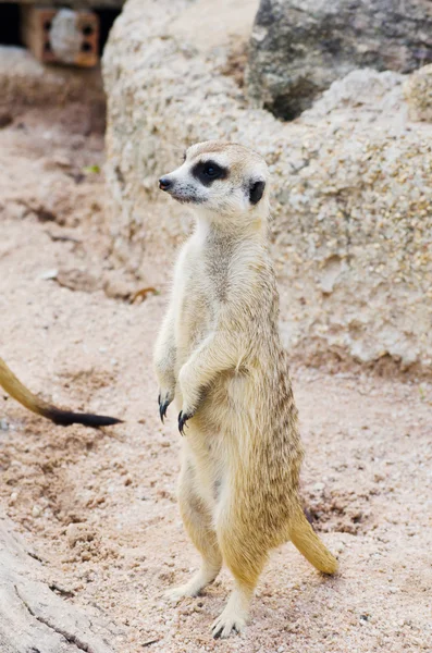 Meerkat in the wild life. — Stock Photo, Image