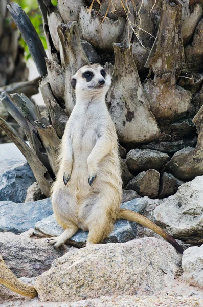 Meerkat en la vida salvaje . — Foto de Stock