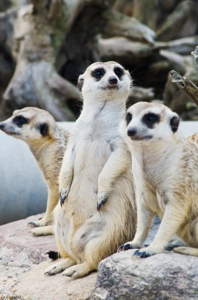 Meerkat na vida selvagem . — Fotografia de Stock