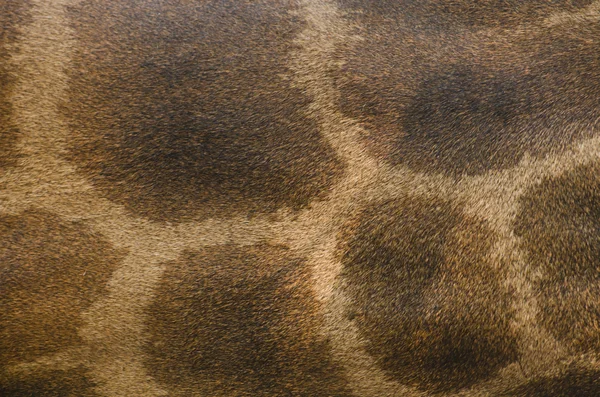 Textura da pele de girafa . — Fotografia de Stock
