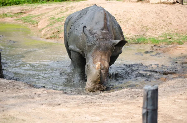 Rinoceronte no parque . — Fotografia de Stock