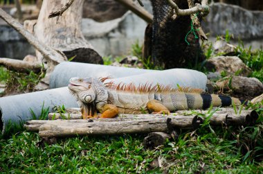 yaban hayatı içinde büyük iguana