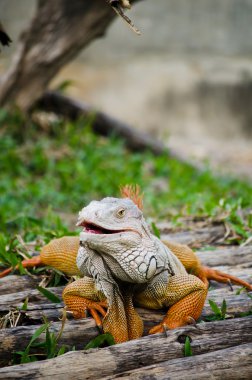 yaban hayatı içinde büyük iguana