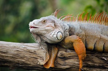 yaban hayatı içinde büyük iguana