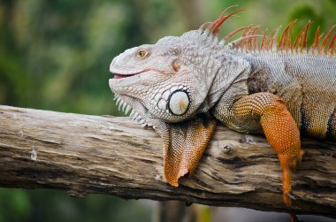 yaban hayatı içinde büyük iguana