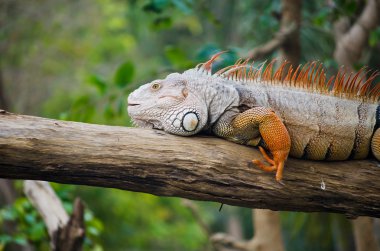 yaban hayatı içinde büyük iguana