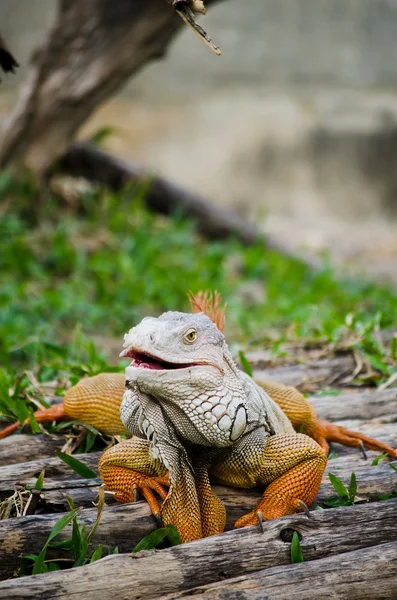 野生動物の大きなイグアナ — ストック写真