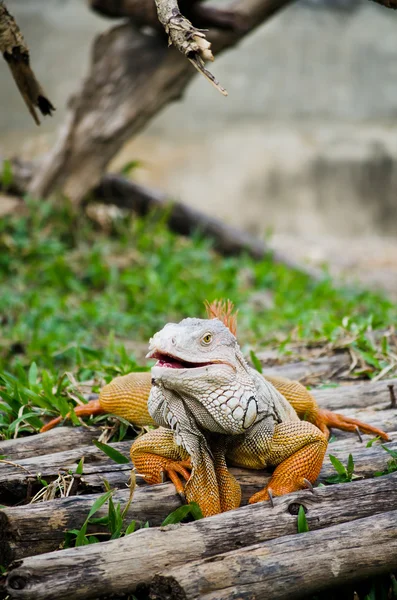 Großer Leguan in freier Wildbahn — Stockfoto