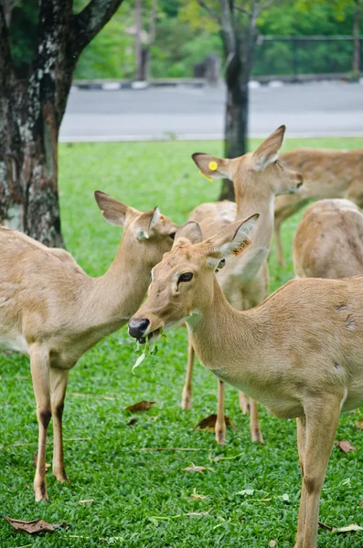Deer in the park. — Stock Photo, Image