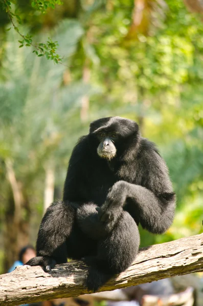 Black Orangutan. — Stock Photo, Image