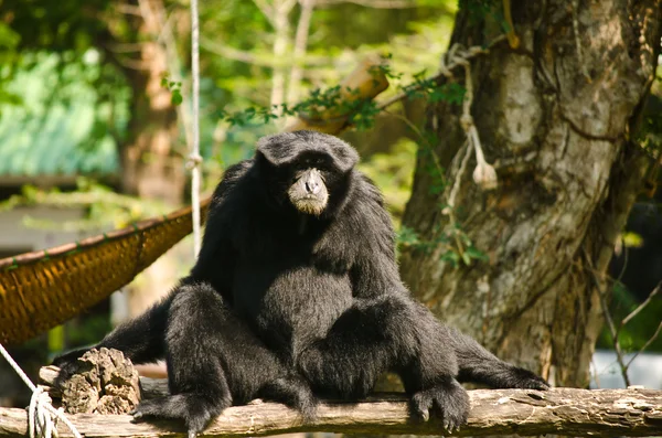 Černý orangutan. — Stock fotografie