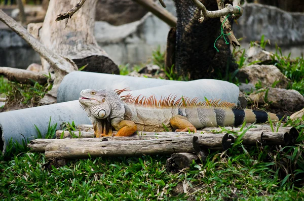 Grande Iguana na vida selvagem — Fotografia de Stock