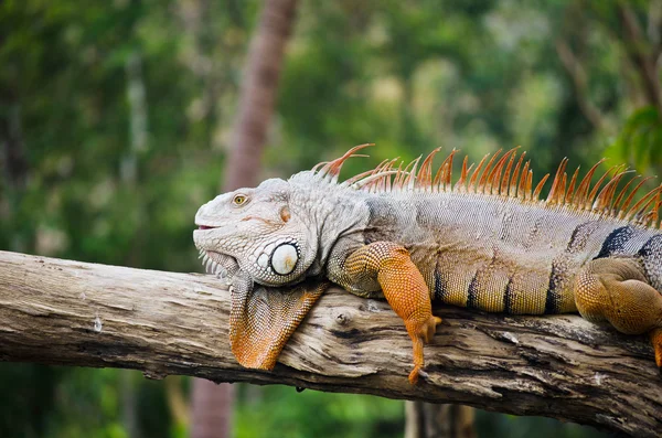 Stor Iguana i dyrelivet - Stock-foto