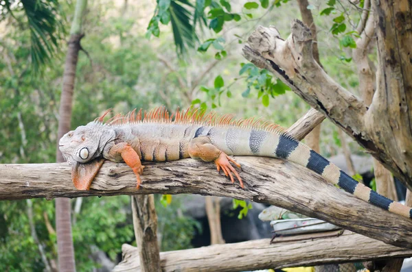 Stor Iguana i dyrelivet - Stock-foto