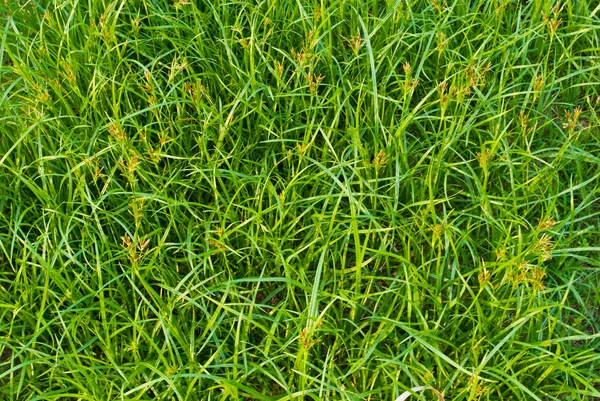 Groen gras textuur achtergrond veld. — Stockfoto