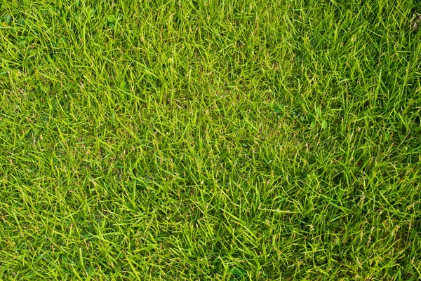 緑の草のテクスチャ背景フィールド. — ストック写真