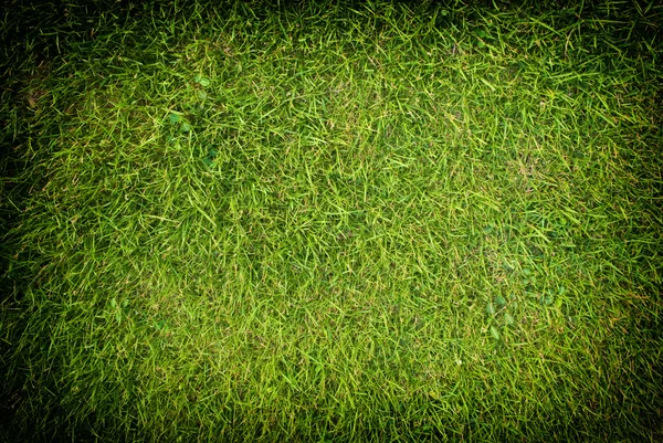 Yeşil çim dokusu arka alan. — Stok fotoğraf