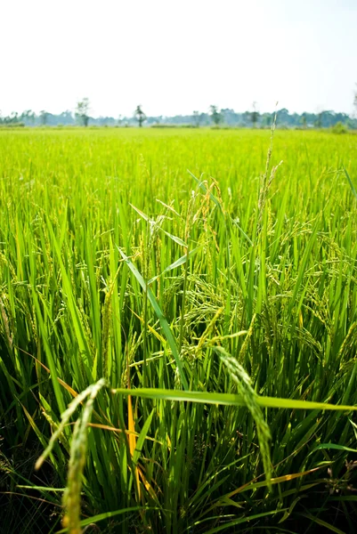 stock image Ripening rice in a paddy field .