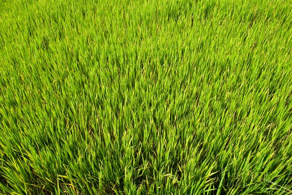 Pirinç çeltik alanı olgunlaşma . — Stok fotoğraf