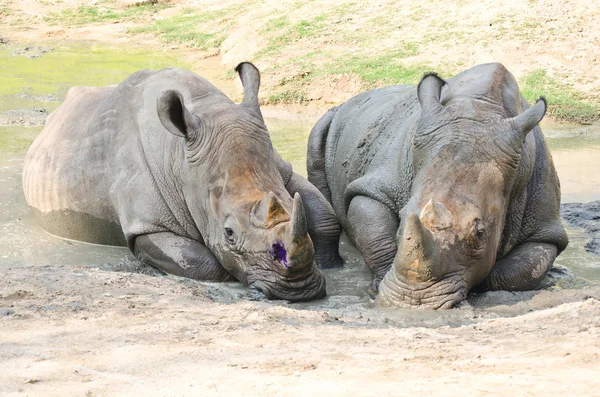 Rhino in het park. — Stockfoto