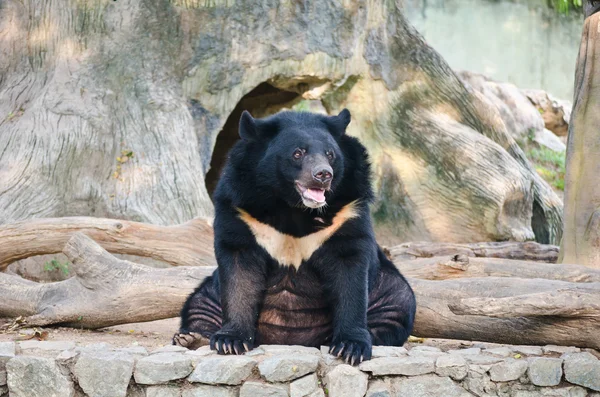Černý medvěd v parku. — Stock fotografie