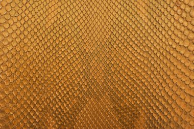 Gold python snake skin texture background. clipart