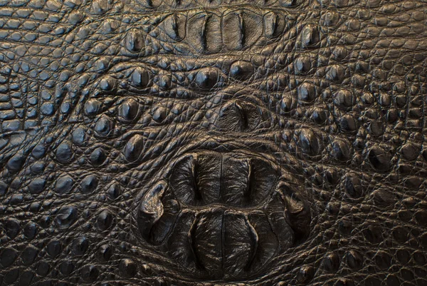 Костная ткань крокодила . — стоковое фото