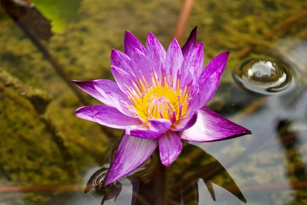 Close up purple lotus in the park. — Stock Photo, Image