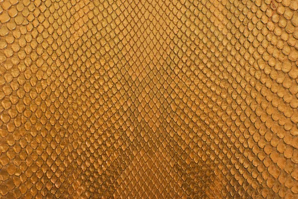 Gold python snake skin texture background. — Stock Photo, Image