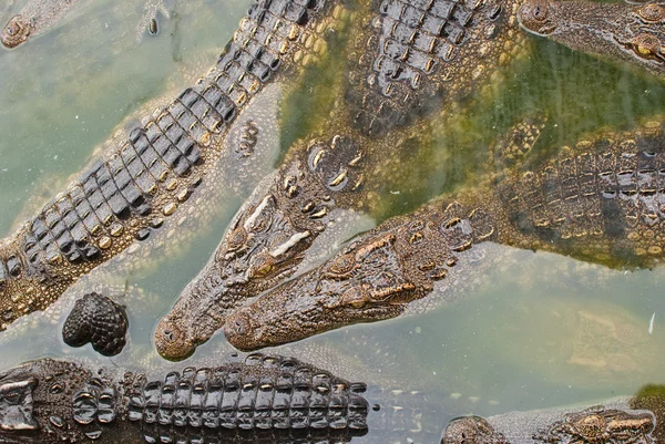 Freshwater crocodile in the combination breed. — Stock Photo, Image
