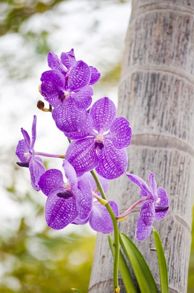 Orquídea roxa na natureza . — Fotografia de Stock