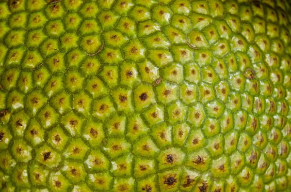Jackfruit textura. — Stock fotografie