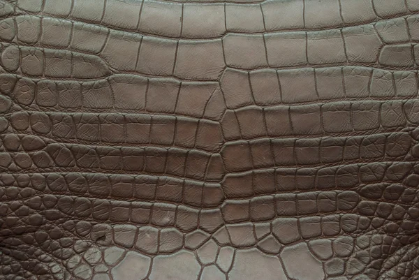 Textura da pele de crocodilo vintage . — Fotografia de Stock