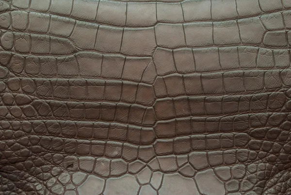 Vintage crocodile skin texture. — Stock Photo, Image