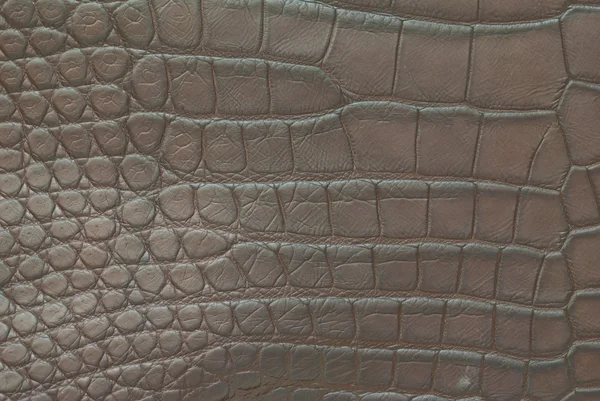 Vintage krokodil bőr textúra. — Stock Fotó