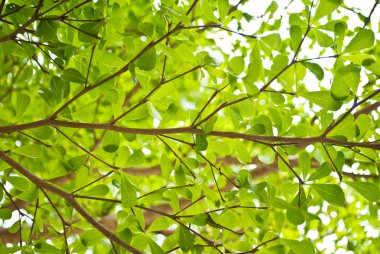 Green leaf texture background. clipart