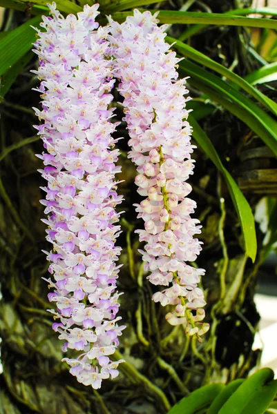 Fialová orchidej v přírodě. — Stock fotografie