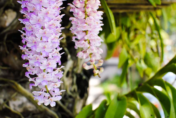 Пурпурная орхидея в природе . — стоковое фото