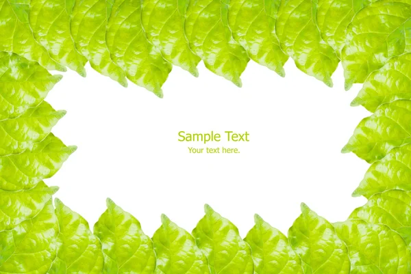 Grüne Blatt Textur Hintergrund. — Stockfoto
