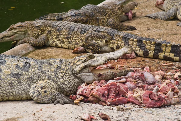 Krokodýl, jíst maso. — Stock fotografie