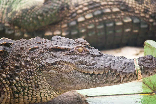 Zblízka sladkovodní krokodýl. — Stock fotografie