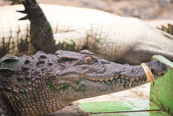 Fechar crocodilo de água doce . — Fotografia de Stock