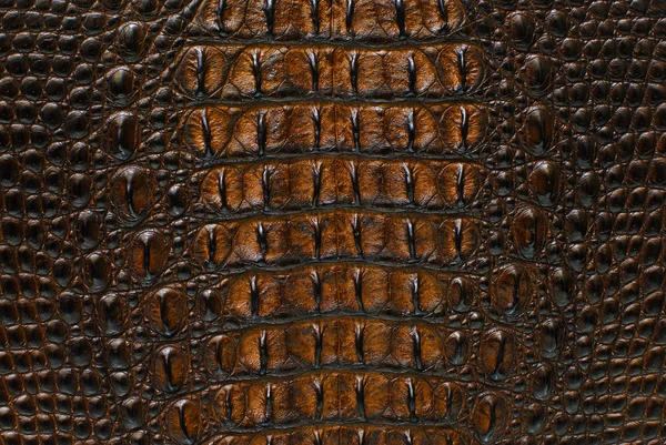 Crocodile bone skin texture background. — Stock Photo, Image