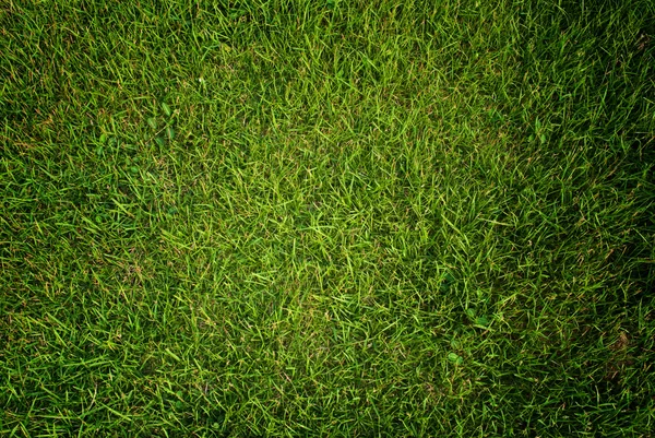 Grama verde textura fundo campo . — Fotografia de Stock